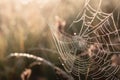 breathtaking macro shot of delicate spider web, with dew drops glistening in the morning light Royalty Free Stock Photo