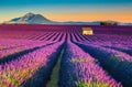 Breathtaking nature landscape with lavender fields in Provence, Valensole, France