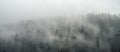 Breathtaking panorama of pine wood in fog Royalty Free Stock Photo