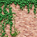 Panoramic View of a Weathered Brick Wall Draped in Lush Ivy Vines A Stunning Urban Architectural Detail Royalty Free Stock Photo
