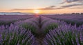 Breathtaking panoramic view of endless lavender fields at sunrise with soft golden light and distant hazy mountains Royalty Free Stock Photo