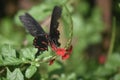 Breathtaking photo of a butterfly landing on a flower Royalty Free Stock Photo