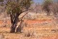 Majestic Feline Resting: Cheetah taking shelter from the sun on the savannah of a kenyan reserve