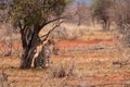 Majestic Feline Resting: Cheetah taking shelter from the sun on the savannah of a kenyan reserve