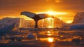 Majestic Sunset: Captivating Whale Tail in Frigid Waters