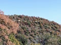 Mountain slope with mix of red, yellow, and green trees in CÃ³rdoba, Argentina Royalty Free Stock Photo