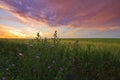 Breathtaking red sunset and twilight over field