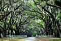 A breathtaking road sheltered by live oak trees and Spanish moss near Wormsloe Historic Site, Georgia, U.S.AA breathtaking road