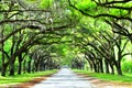 A breathtaking road sheltered by live oak trees and Spanish moss near Wormsloe Historic Site, Georgia, U.S.A