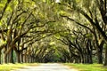 A breathtaking road sheltered by live oak trees and Spanish moss near Wormsloe Historic Site, Georgia, U.S.A