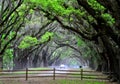 A breathtaking road sheltered by live oak trees and Spanish moss near Wormsloe Historic Site, Georgia, U.S