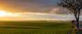 Breathtaking scene of bare trees next to a rural road running among green fields at sunset