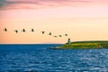 Breathtaking scene of beautiful birds flying to the green land by the sea