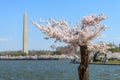 Breathtaking scene of cherry blossom in Washington DC, United States