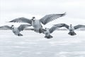 Breathtaking Scene. Enchanting Flight of Wild Geese Soaring Above Serene, Frozen Lake