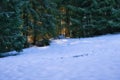 Breathtaking scene of a sun rising in a snow-covered forest beneath the bare branches of the trees