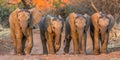 Majestic Elephants Parading Through The Dusty Path
