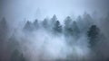 Breathtaking scenery of a beautiful tree forest enveloped in fog - great for a cool wallpaper Royalty Free Stock Photo
