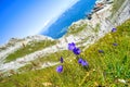 Breathtaking selective focus shot of the purple harebell flowers blooming in the mountains