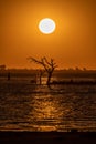 Breathtaking shot of a huge sun shining brightly in the orange sky over a lone tree in the quiet sea