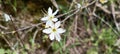 Wild cherry tree in blossom. Close up of a blooming Prunus avium tree with white flowers.