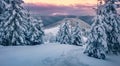 Breathtaking sunrise in the mountains. Fresh snow covered slopes and fir trees in Carpathian mountains, Royalty Free Stock Photo