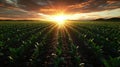 A breathtaking sunrise over a lush green cornfield, highlighting rows of crops under a vibrant and dramatic sky Royalty Free Stock Photo