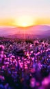 Majestic Sunset Over Blooming Purple Flowers Valley and Distant Mountain Range Royalty Free Stock Photo