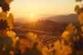 Breathtaking sunset over an elite grape vineyard with rows of vines on a scenic hillside Royalty Free Stock Photo