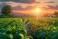 Breathtaking Sunset Over Lush Green Agricultural Farm Field with Beautiful Sky and Sun Rays Royalty Free Stock Photo