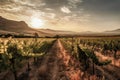 Breathtaking Sunset Over the Serene Vineyards: A Perfect Evening in Wine Country, ai generative