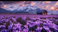 Breathtaking twilight view of purple saffron fields with snow capped mountains and a rustic house Royalty Free Stock Photo