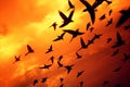 Breathtaking View of Colorful Birds Majestically Soaring through the Serene Dawn Sky Calming Rhythms