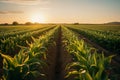 A breathtaking view of a crop field bathed in the soft, warm light of a radiant sunrise