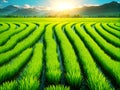 Expansive green rice fields under a bright blue sky with fluffy clouds Royalty Free Stock Photo