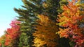 Breathtaking view of idyllic tree canopies changing colors on a sunny autumn day Royalty Free Stock Photo