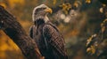 breathtaking view of a majestic bald eagle sitting on a branch in the forest, wildlife wonders