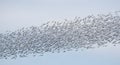 Mass Migration: Flock of Birds in Flight Royalty Free Stock Photo