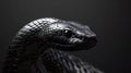 breathtaking view of a menacing black cobra snake in a striking closeup, reptile wonders Royalty Free Stock Photo