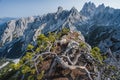 A breathtaking view of the mountain Cadini di Misurina in the Italian Alps, Dolomites. Mountain pine tree on foreground Royalty Free Stock Photo