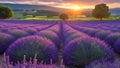 Vibrant Lavender Fields at Sunset in Summer Royalty Free Stock Photo