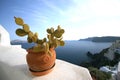 A Cactus Bowl and the Santorini Caldera