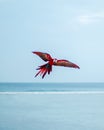 Breathtaking view of a Scarlet Macaw flying near the beach in the Maldives