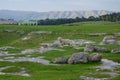 Breathtaking view of a sheep in Elephant Rocks, New Zealand