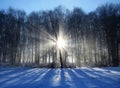 Breathtaking view of the sun shining through the tall trees over a snow-covered field Royalty Free Stock Photo