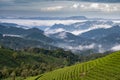 Tranquil Tea Plantation in a Green Countryside Landscape of Munnar, Kerala, India