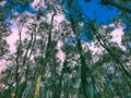 Tra Su Forest with breathtaking view of cajuput trees, An Giang, Mekong Delta Royalty Free Stock Photo