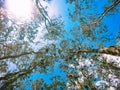 Breathtaking view under the canopy of cajuput trees in Tra Su Cajuput Forest, An Giang, Mekong Delta Royalty Free Stock Photo