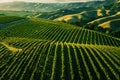 Sunrise Over Lush Vineyard with Rolling Hills Backdrop Royalty Free Stock Photo
