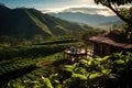 A breathtaking vista showcasing a tea estate nestled in the stunning mountains, Tranquil afternoon in a coffee plantation in